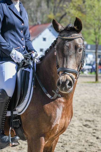 官方：青岛海牛外援拉德曼诺瓦茨加盟匈牙利球队瓦尔达