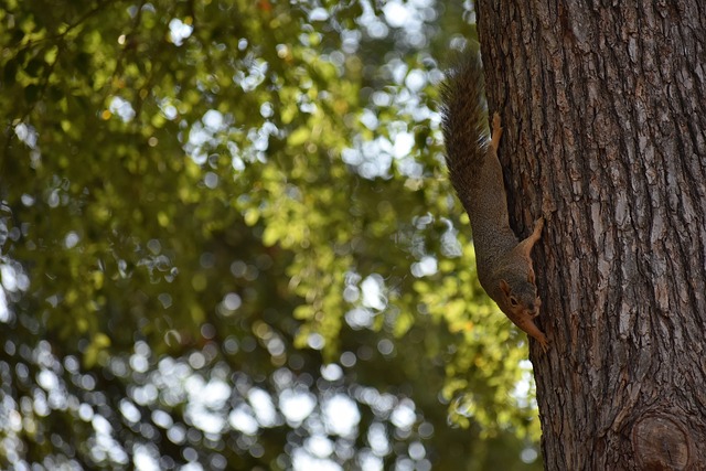 26届状元热门！小布泽尔今日18+15+5，带领杜克豪取十连胜